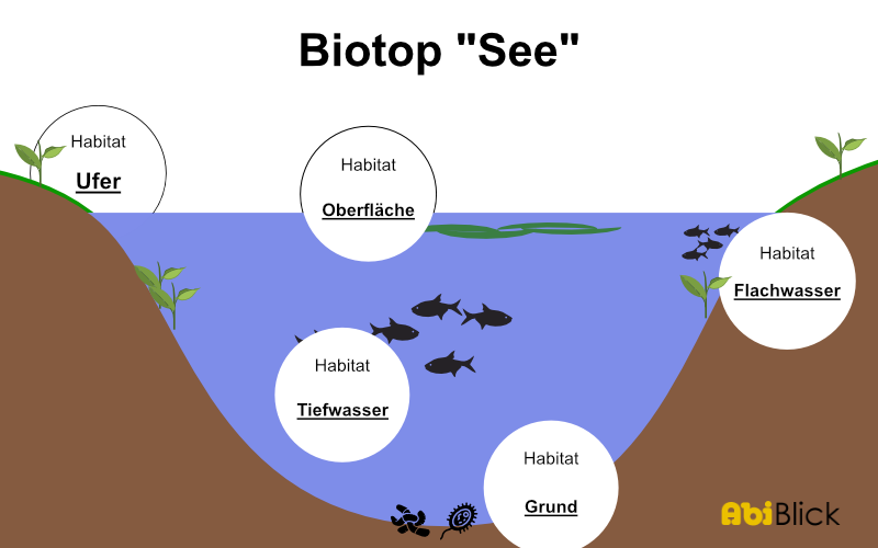 Unterschiedliche Habitate bilden in ihrer Gesamtheit ein Biotop
