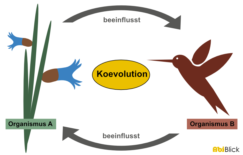 Koevolution Abiblick De