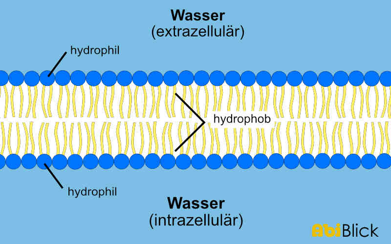 Biomembran Abiblick De
